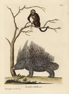 Brazilian bearded monkey species and crested Brazilian bearded monkey species and crested