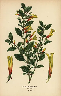 Brazilian fuchsia, Justicia floribunda Brazilian fuchsia, Justicia floribunda