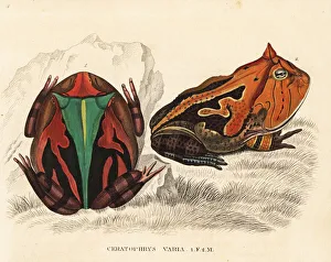 Brazilian horned frog, Ceratophrys aurita Brazilian horned frog, Ceratophrys aurita