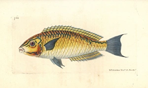 Brazilian wrasse, Halichoeres brasiliensis Brazilian wrasse, Halichoeres brasiliensis