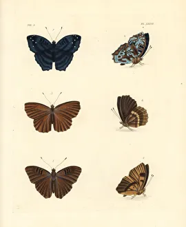 Brilliant nymph, alphaea nymph and doriclea nymph Brilliant nymph, alphaea nymph and doriclea nymph
