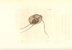 Three bristled trichoda, Trichoda triseta Three bristled trichoda, Trichoda triseta