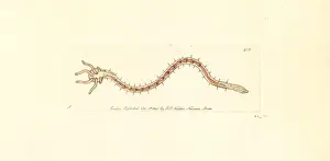 Zoology Illustrations History Prints: Bristleworm, Dero digitata