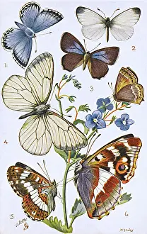 Various British Butterflies Print, circa 1910s