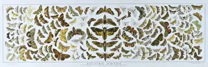 British Moths Print Collection
