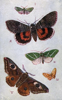 British Moths - Forester, Red Underwing, Scarce Green British Moths - Forester, Red Underwing, Scarce Green