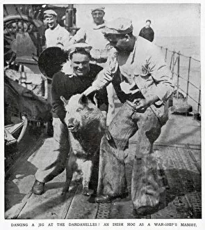 One of the British war-ships in the Dardanelles had an unusual pet, an Irish hog