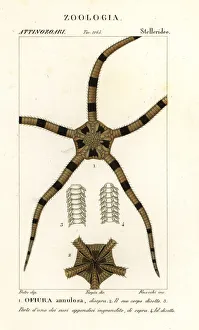 Brittle star echinoderm, Ophiomastix annulosa Brittle star echinoderm, Ophiomastix annulosa