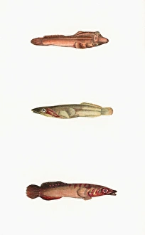Broad-Finned, Tail-Spotted, and One-Spotted Goby Broad-Finned, Tail-Spotted, and One-Spotted Goby