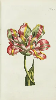 Broken Tulip - example of Tulip breaking virus Broken Tulip - example of Tulip breaking virus