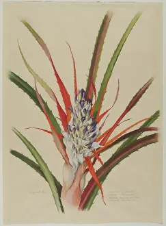 Colourful Flower Illustrations Prints: Bromelia anticantha
