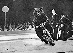 Brown Bear riding a motorcycle at the Bertram Mills Circus Brown Bear riding a motorcycle at the Bertram Mills Circus