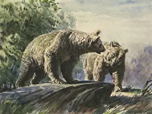 Nature Wildlife Pictures Prints: Brown bears
