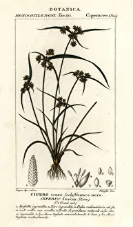 Brown galingale or brown flatsedge, Cyperus fuscus Brown galingale or brown flatsedge, Cyperus fuscus