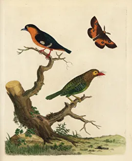 Brown-headed barbet and common iora Brown-headed barbet and common iora