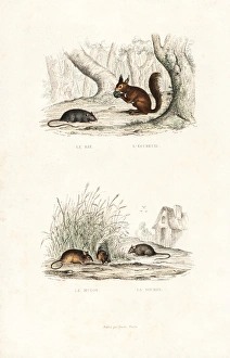 Brown rat, red squirrel, and wood mouse Brown rat, red squirrel, and wood mouse