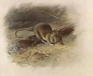 Prints of A brown rat Brown Rat Prints: Brown Rat Print