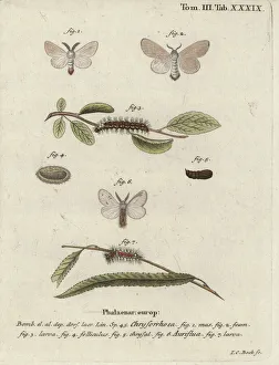 Brown-tail moth, Euproctis chrysorrhoea Brown-tail moth, Euproctis chrysorrhoea