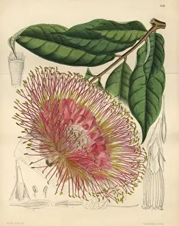 Brownea Macrophylla Prints: Brownea macrophylla, small tree native to New Grenada