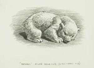 Prints of Brumas the polar bear cub at London Zoo, only a few weeks old London Zoo Prints: Brumas the Polar Bear Cub Print, London Zoo, 1950s