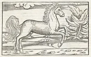 Prints of Bucephalus, the horse of Alexander the Great Painting Prints: Print of Bucephalus, the horse of Alexander the Great