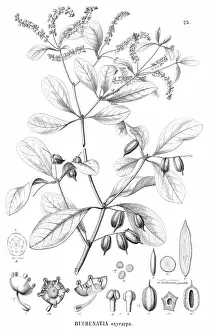 Dicotyledonous Flowering Plants Prints: Buchenavia oxycarpa