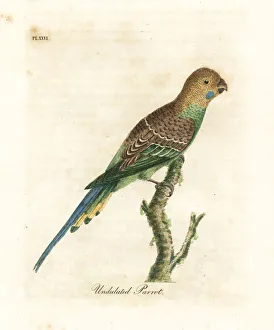 Budgerigar, Melopsittacus undulatus Budgerigar, Melopsittacus undulatus
