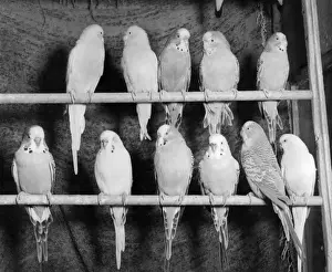 Framed Print : Print of Eleven Budgerigars on Two Perches