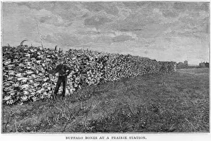 Buffalo Bones Print: Vast Prairie Bison Bone Display