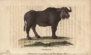 Naturalist Pocket Magazine Prints: Buffalo, Bos bubalus
