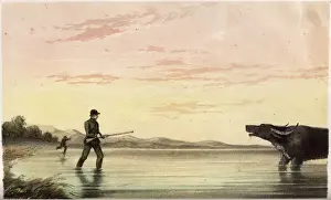 Buffalo Hunt Print, Sri Lanka 1854