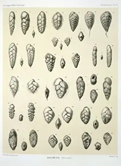 Nineteenth Century Marine Life Prints: Bulimina