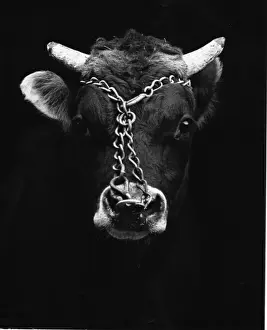 Bull with Ring and Chain Print