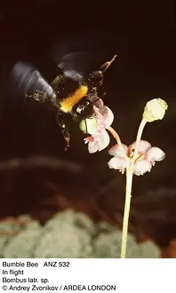 Bumblebee In Flight Prints: BUMBLEBEE - In flight
