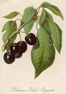 Fresh Cherries Prints: Bunch of Black Cherries