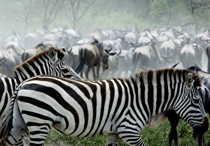 Burchells / Plains / Common Zebras and Wildebeests Burchells / Plains / Common Zebras and Wildebeests