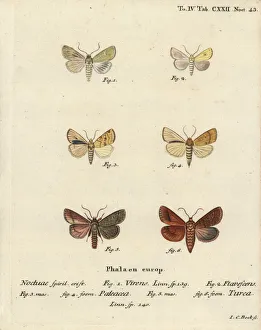 Burren green, sallow, angle-striped sallow and double Burren green, sallow, angle-striped sallow and double
