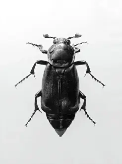Insect Photography Art Prints: Burying Beetle