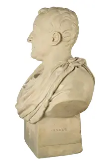 Carl Linnaeus Print - Bust of Carl Linnaeus (1707-1778)