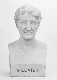 Natural History Museum Images Prints: Bust of G. Cuvier