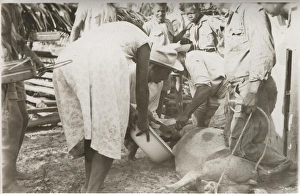 Butchering an animal at Bacalar, British Honduras Butchering an animal at Bacalar, British Honduras