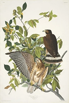 Buteo platypterus, broad-winged hawk Buteo platypterus, broad-winged hawk