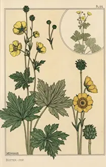 Eugene Grasset Prints: Buttercup botanical study