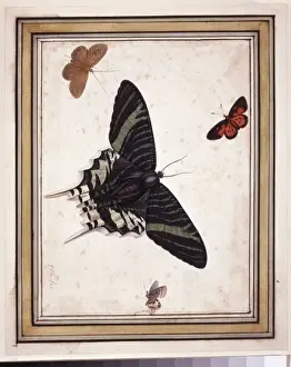 Invertebrate Arthropod Images Prints: Butterflies