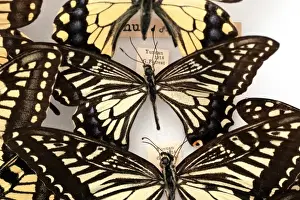 Butterfly Lepidopteran Species Prints: Butterflies on display