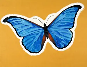 Wildlife Nature Prints: Butterfly
