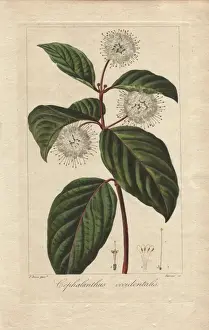 Stipple Copperplate Art Prints: Buttonbush, Cephalanthus occidentalis