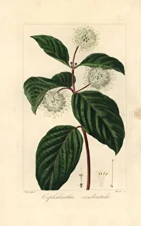 Historical Garden Flowers Prints: Buttonbush, Cephalanthus occidentalis, native