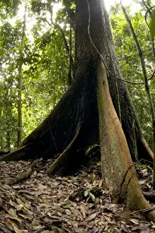 Danum Valley Conservation Area Prints: A buttressed tree trunk - in primary rainforest