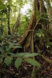 A buttressed tree trunk, typical in rainforest A buttressed tree trunk, typical in rainforest